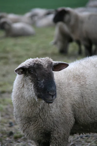 Schafe Weiden Auf Einer Weide — Stockfoto