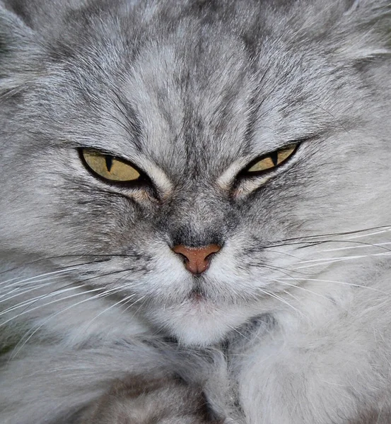 Close Siberian Cat — Stock fotografie