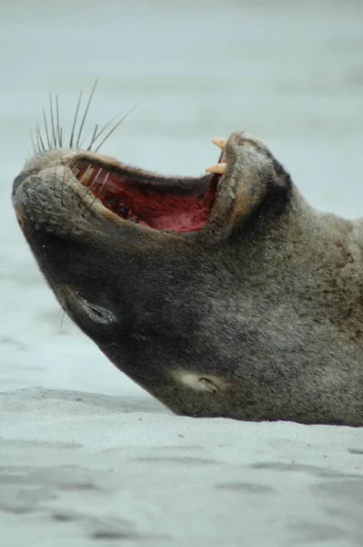 Zeehond Zeezoogdier — Stockfoto