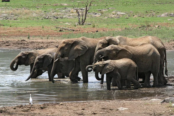 Elefantes Rebanho África Sul — Fotografia de Stock