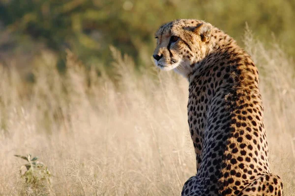 Krásný Gepard Velký Kočka Savannah Divoké Zvíře — Stock fotografie