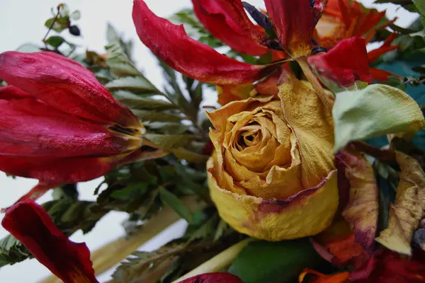 Красная Роза Белом Фоне — стоковое фото