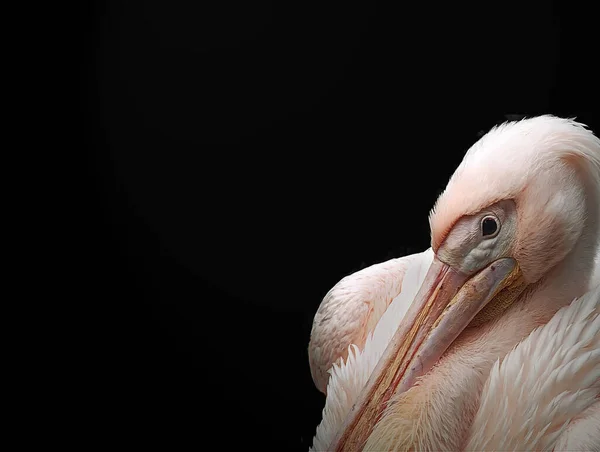 Malerischer Blick Auf Pelikanvogel Freier Wildbahn — Stockfoto