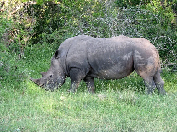Nosorożec Trawie — Zdjęcie stockowe