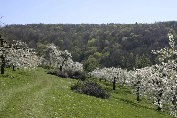 Árvores Fruto Primavera — Fotografia de Stock