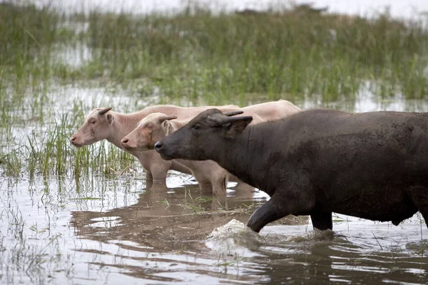 Buffalo Herbívoros Animais Vida Selvagem — Fotografia de Stock