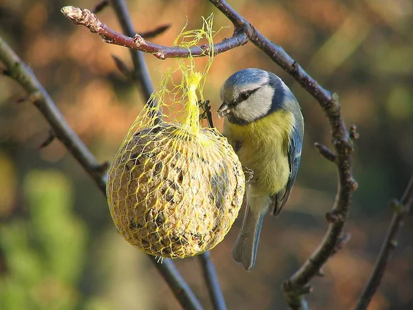 Vacker Utsikt Över Vacker Fågel Naturen — Stockfoto