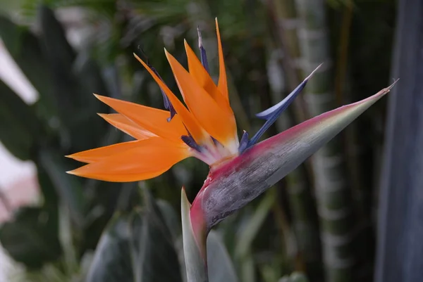 Flor Strelizie Naranja Tropical Pájaro Del Paraíso Flor — Foto de Stock