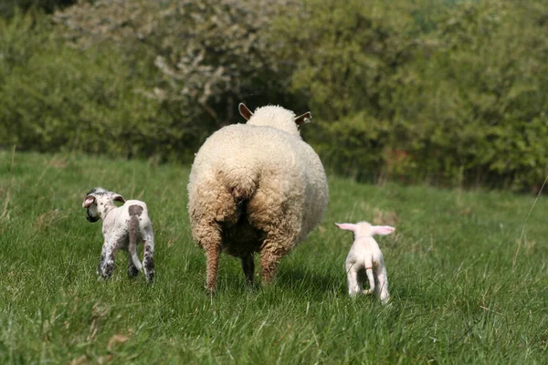 Zwei Lämmer Auf Der Weide — Stockfoto