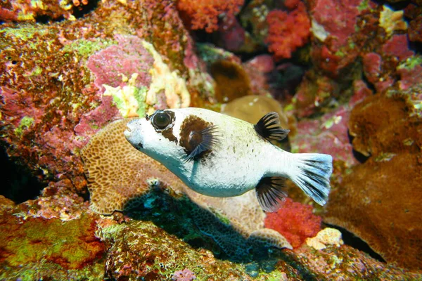 Pufferfish Mar Subaquático Vida Marinha — Fotografia de Stock