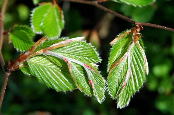 Gröna Blad Ett Träd Skogen — Stockfoto