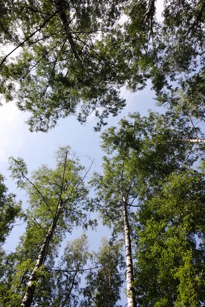 Ormandaki Ağaç — Stok fotoğraf