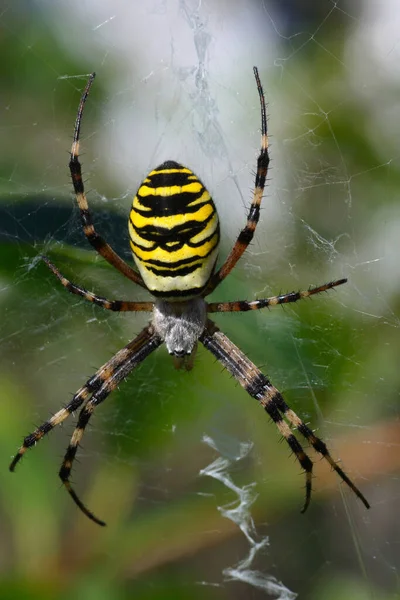 Araña Avispas Fue Nombrada Cumbre Del Año 2001 — Foto de Stock