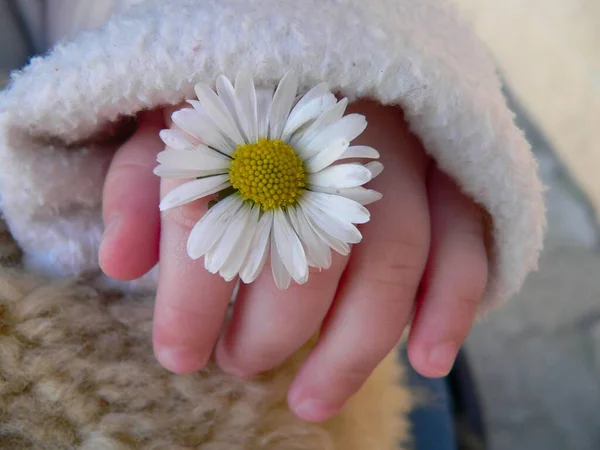 Close White Daisy Flower — Stock Photo, Image