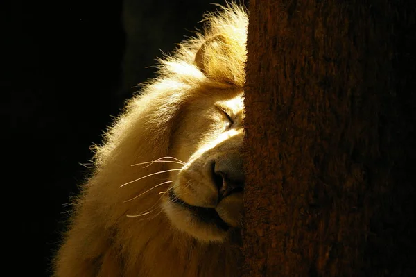 Lion Scratch Tree — Stock Photo, Image