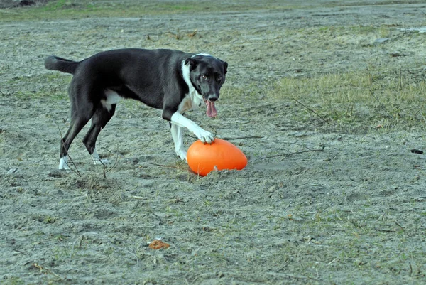 Şirin Bir Köpeğin Portresi — Stok fotoğraf