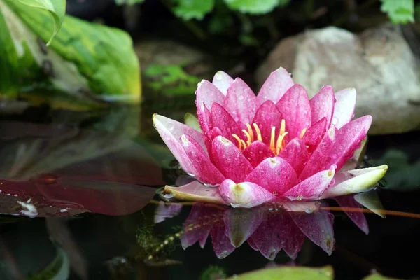 Water Lily Reflection — Stock Photo, Image