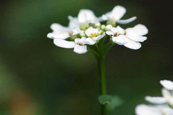 Spring Still Fuzzy — Stock Photo, Image