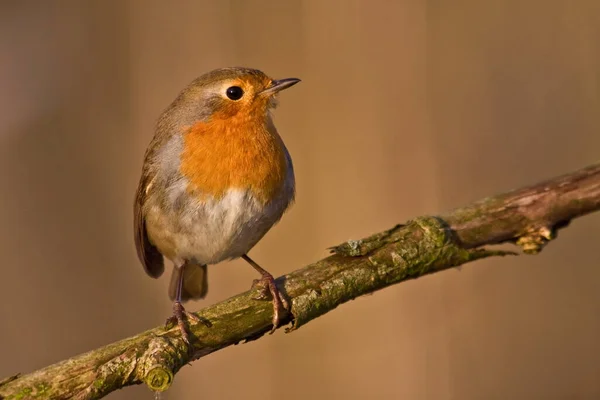 Schilderachtig Uitzicht Prachtige Roodborstje Natuur — Stockfoto