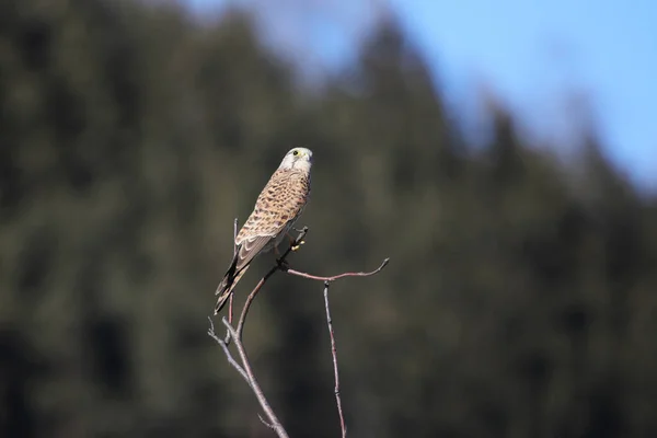 Vista Panorâmica Belo Pássaro Kestrel — Fotografia de Stock