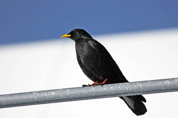 Vacker Utsikt Över Vacker Fågel Naturen — Stockfoto