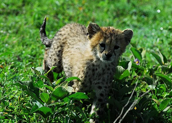 Beautiful Cheetah Big Cat Savannah Wild Animal — Stock Photo, Image