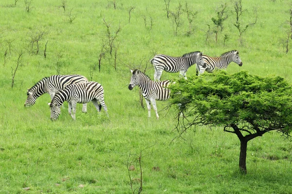 Cebras Africanas Animales Cebra Rayas Blancas Negras —  Fotos de Stock