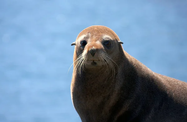 アザラシ 海洋哺乳動物 — ストック写真