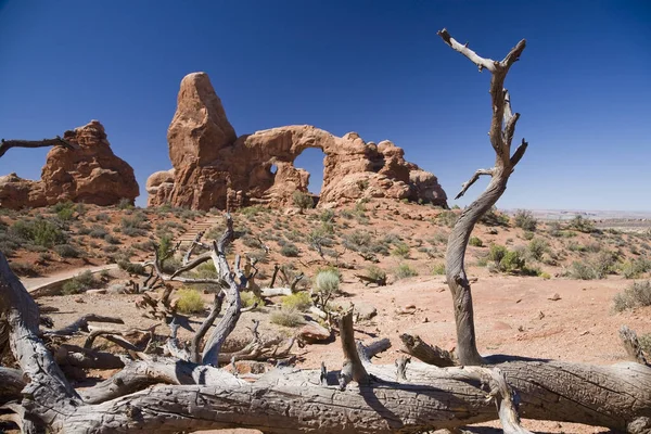 Baum Und Turm Arch Utah Usa — Stockfoto