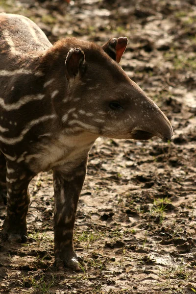 Primo Piano Degli Animali Allo Zoo — Foto Stock