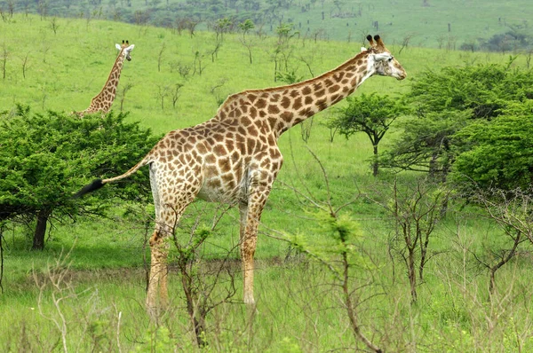 Jirafa Sabana Animales Jirafas Altas — Foto de Stock