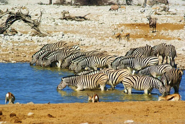 Wilde Zebra Buitenschot — Stockfoto