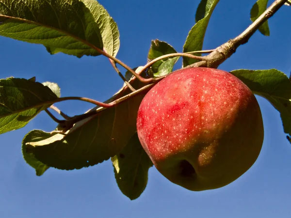 Μήλο Στο Κλαδί — Φωτογραφία Αρχείου