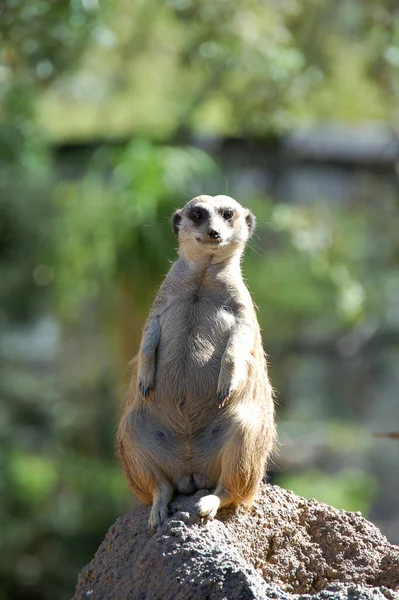 Meerkat Animal Suricado Pequeno Mongoose — Fotografia de Stock