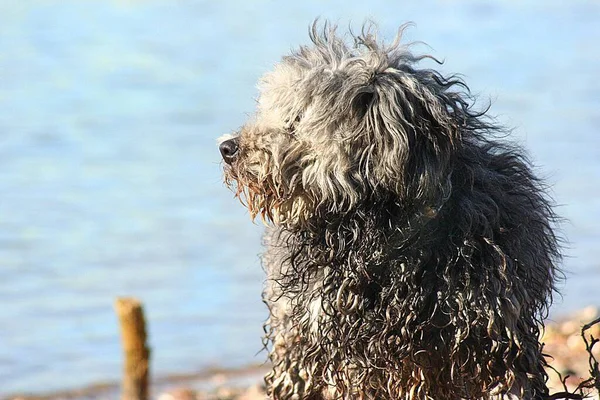 Wuschliger Hund Rhein — Stockfoto