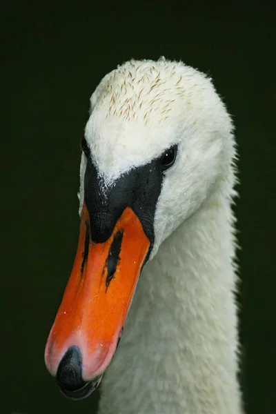 Documento Natura Non Organizzato Manipolato — Foto Stock