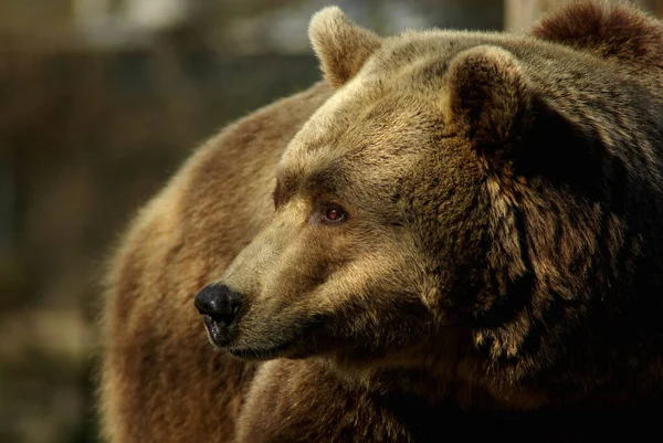 褐色のクマの激しい眺め — ストック写真