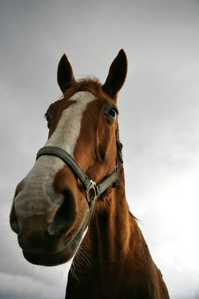 Porträtt Häst — Stockfoto