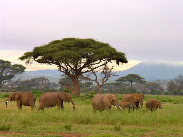 Elefantes Africanos Savana Kenya — Fotografia de Stock