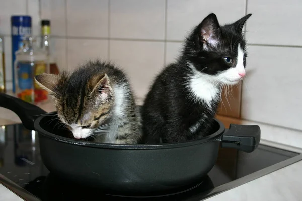 Кошка Котенок Едят Еду Кухне — стоковое фото