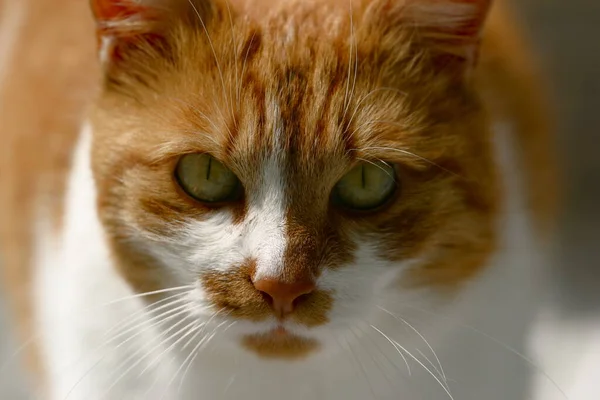 Gato Vermelho Chão — Fotografia de Stock