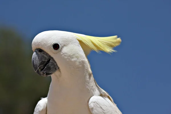 Schöne Aussicht Auf Den Papagei Der Natur — Stockfoto