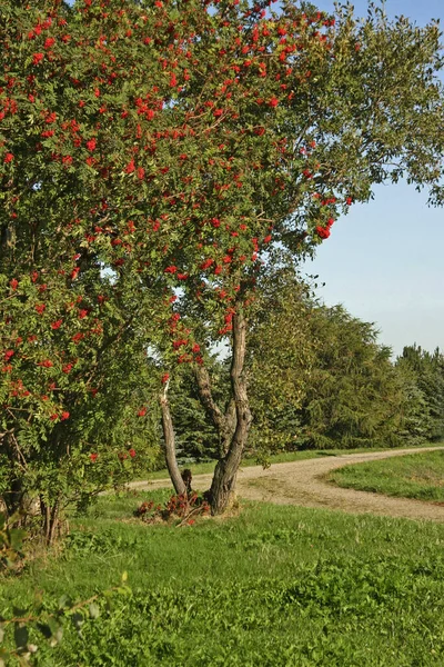 Manzano Rojo Parque — Foto de Stock