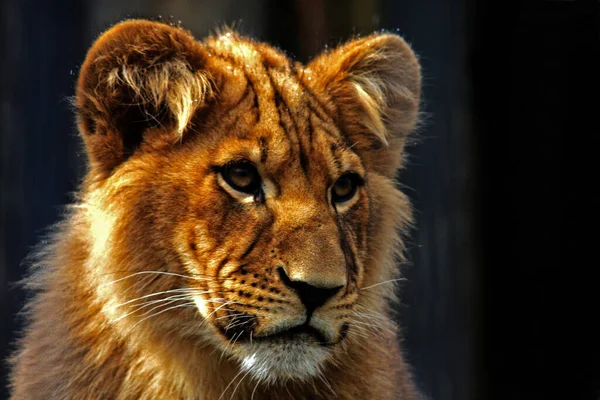 ライオン自然界の危険な動物 — ストック写真