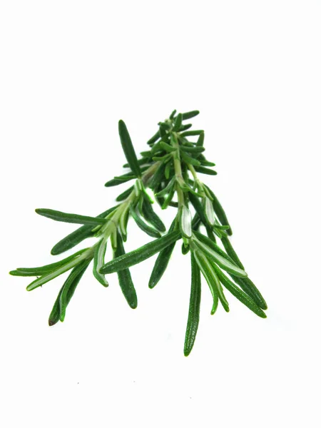 Green Rosemary Herbal Plant Flora — Stock Photo, Image