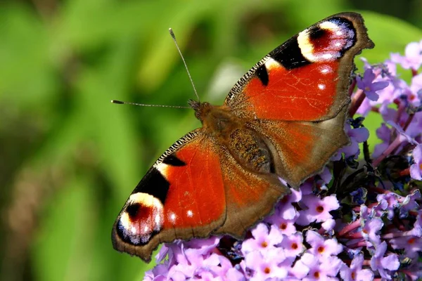 Pfauenauge Schmetterling Flora Und Insekt — Stockfoto