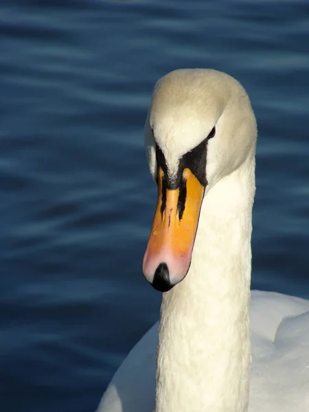 Портрет Лебедя — стоковое фото