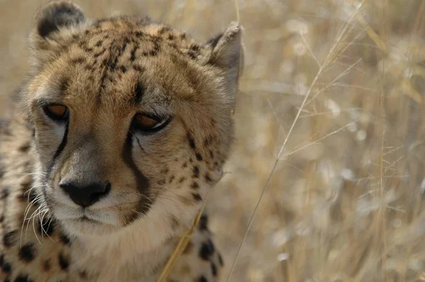 Mooie Cheeta Grote Kat Savannah Wild Dier — Stockfoto