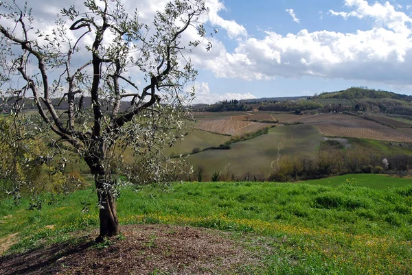 Paisagem Tuscany Crete Senesi Toscana — Fotografia de Stock