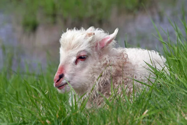 Weiße Ziege Auf Dem Gras — Stockfoto